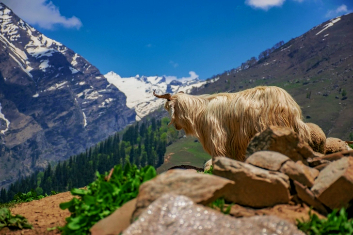White Animal on Cliff at Daytime