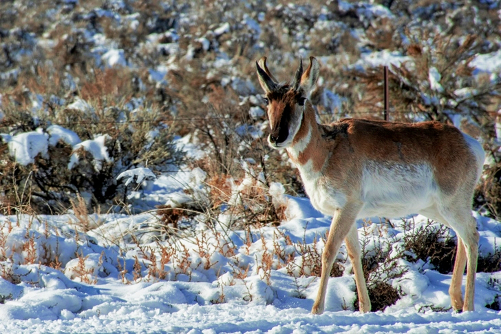 Brown and White Deer Walking in Snow