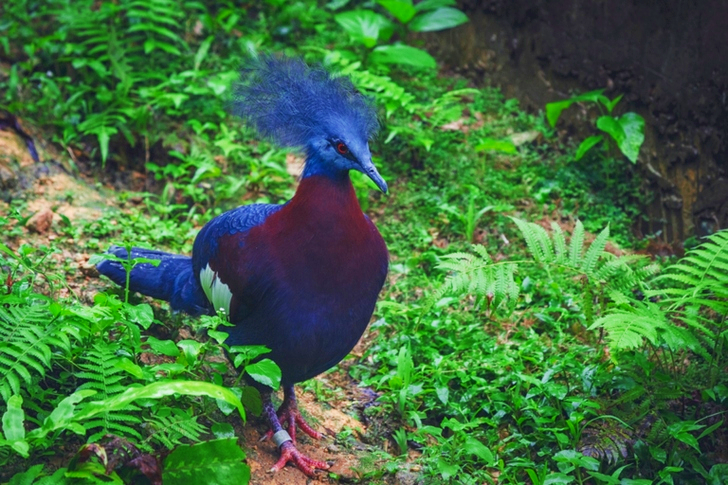Victoria Crowned Pigeon Standing Beside Fern Plants