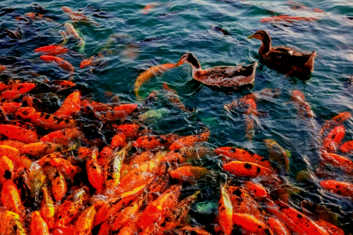 School of Fish on Water