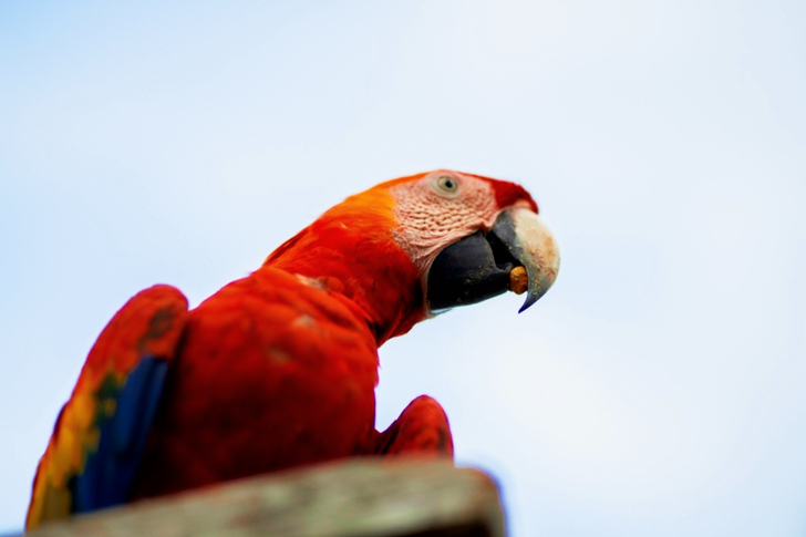 a Macau Parrot