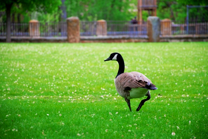 Canadian Goose on Grass Field
