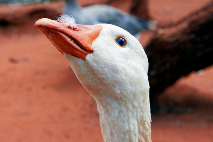 White Goose
