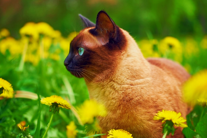 Cat in a Flower Field.