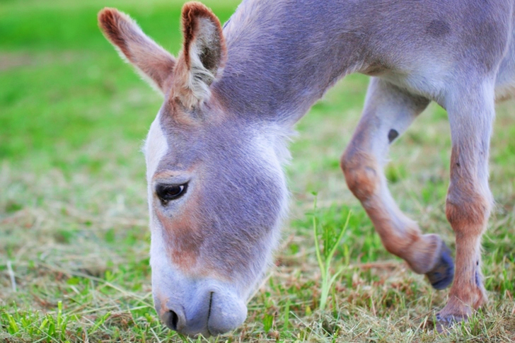 Adorable Livestock Animal