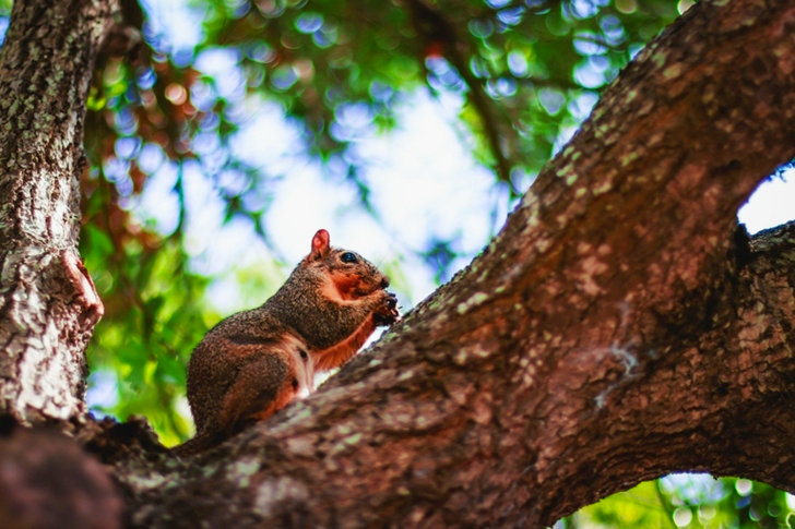 Squirrel On Tree