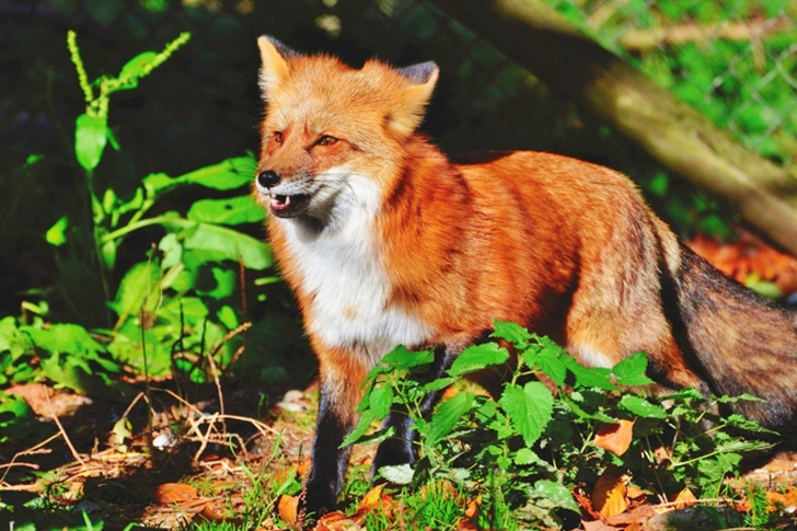 Red Fox
