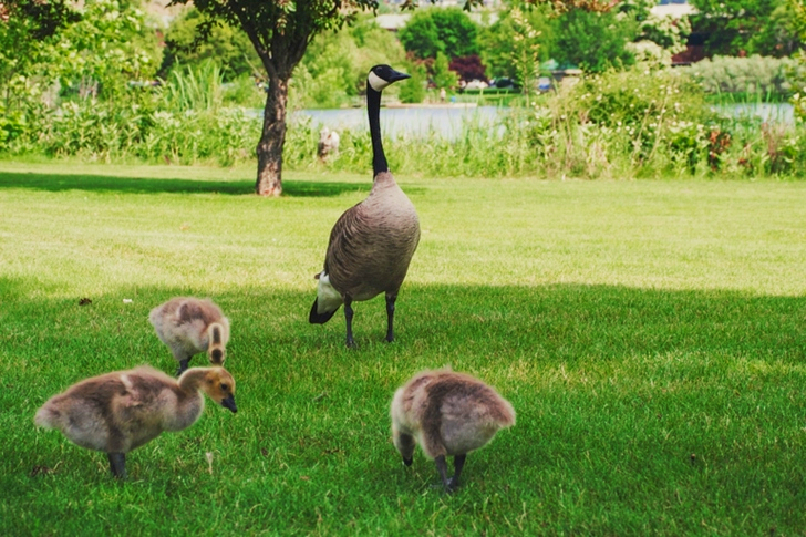 Four Goose on Green Grasses