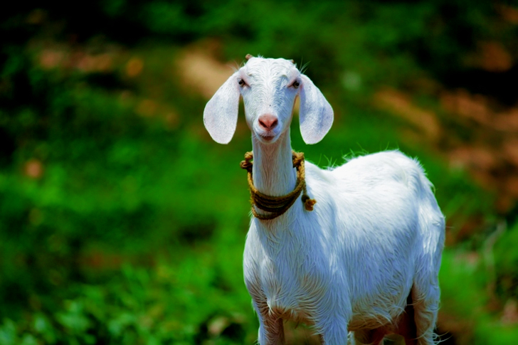 Selective Focus of Goat