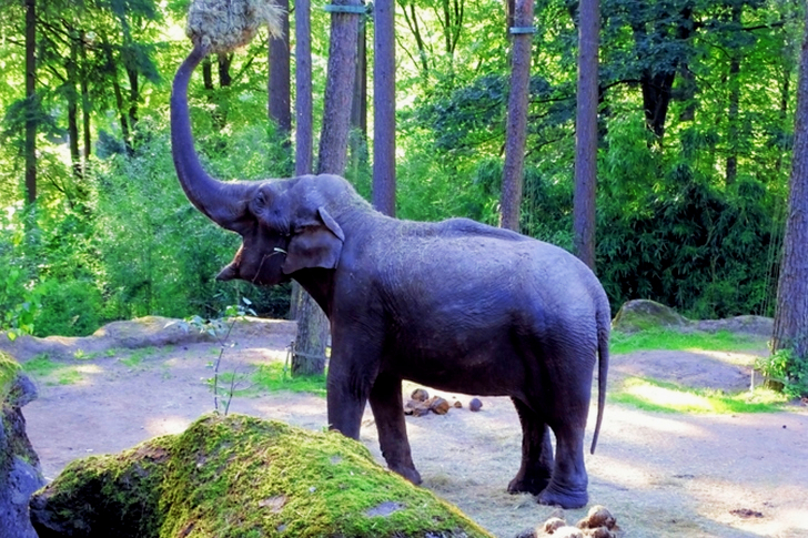 Elephant