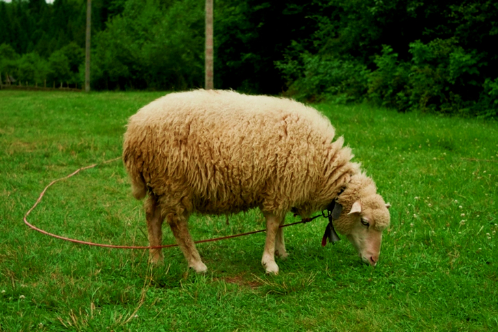 White Sheep On Grass