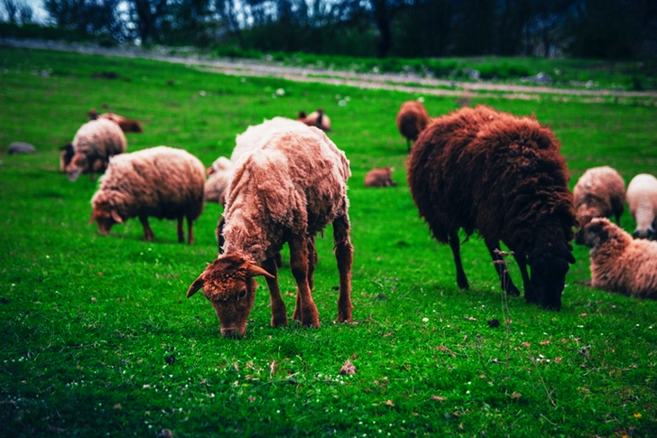 Group of Sheep at the Field
