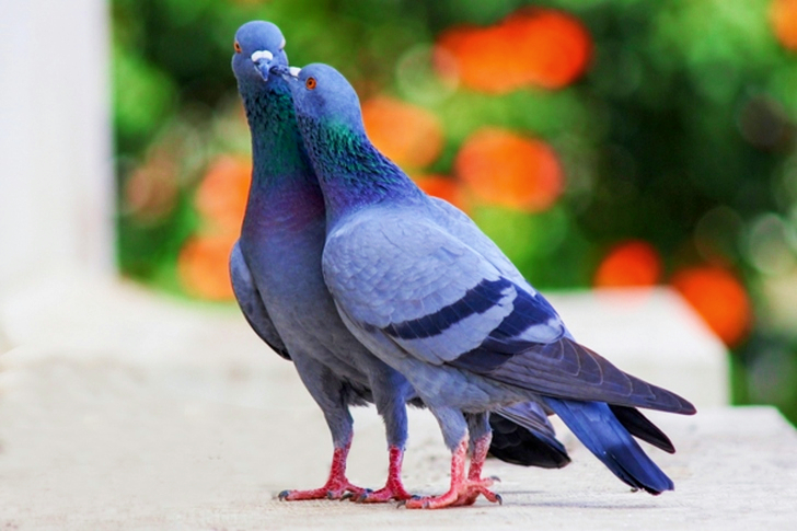 Two Pigeons