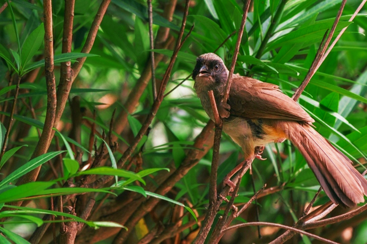Geelbuikbuulbuul zit op tak