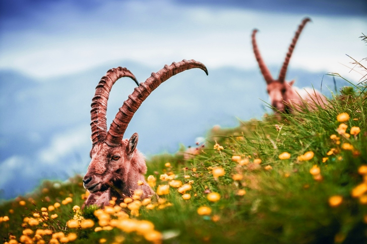 Selective Focus of Rams