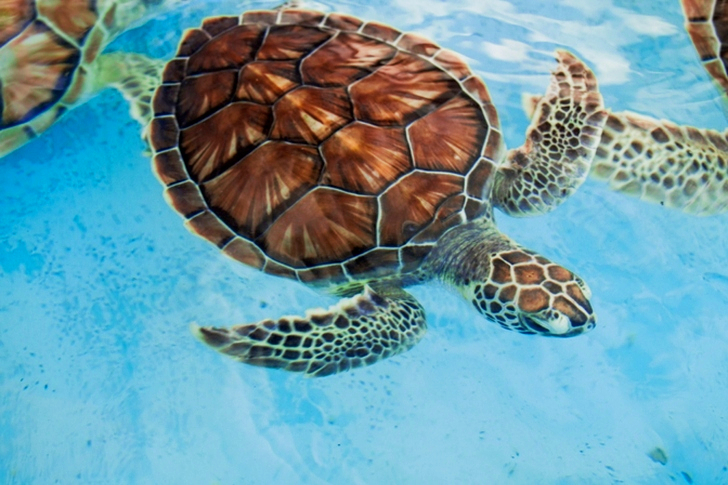Close-Up of Sea Turtle