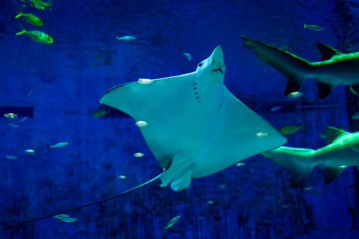 Stingray Under Water