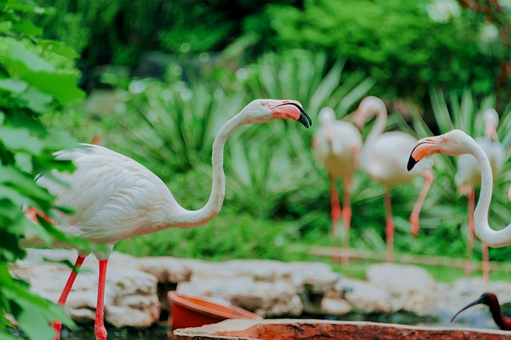 Greater Flamingos