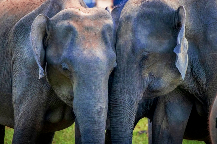 Two Adult Elephants