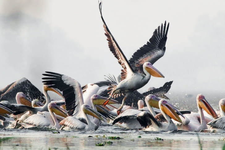 Flock Of Birds On Water