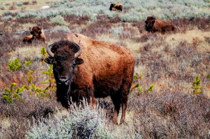 Brown Bison