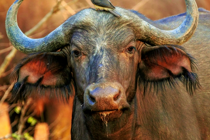 Close-Up of Buffalo
