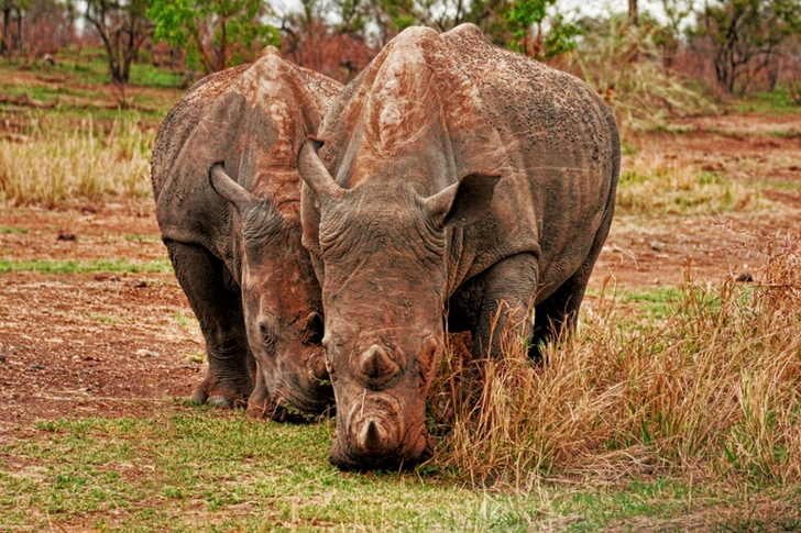 Two Brown Rhino