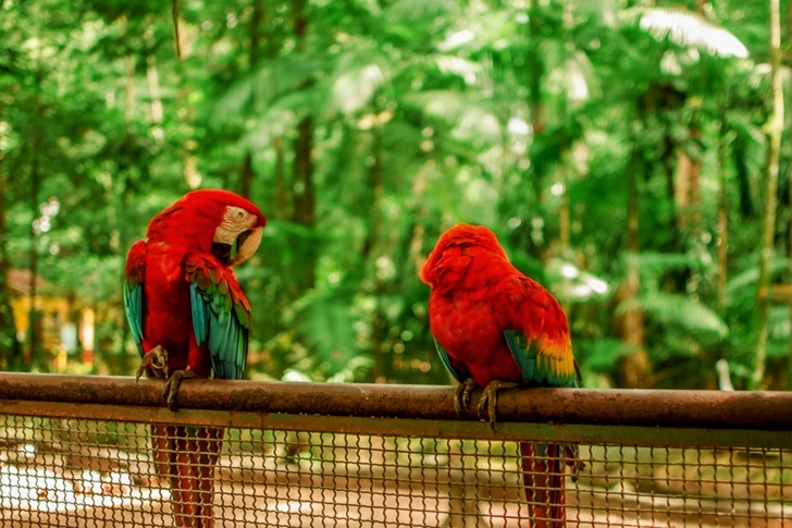 Scarlet Macaws