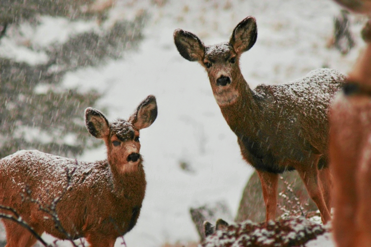 Two Deers in Snowy Field