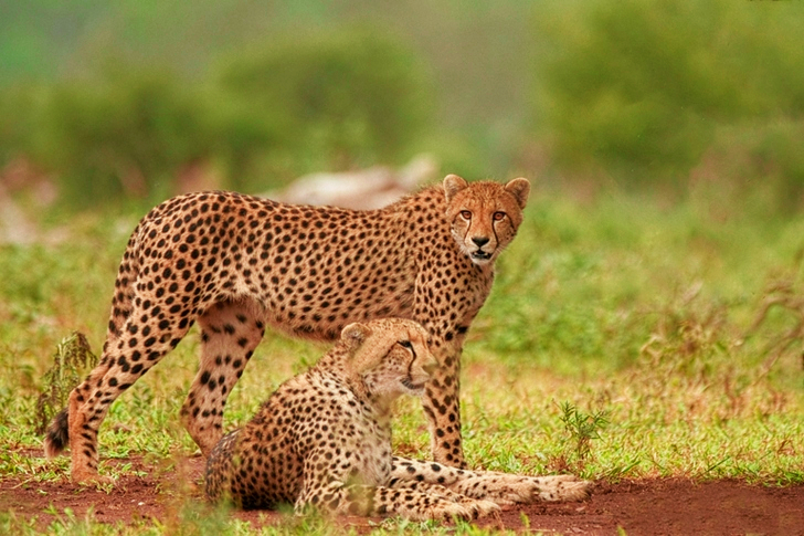 Brown Cheetah