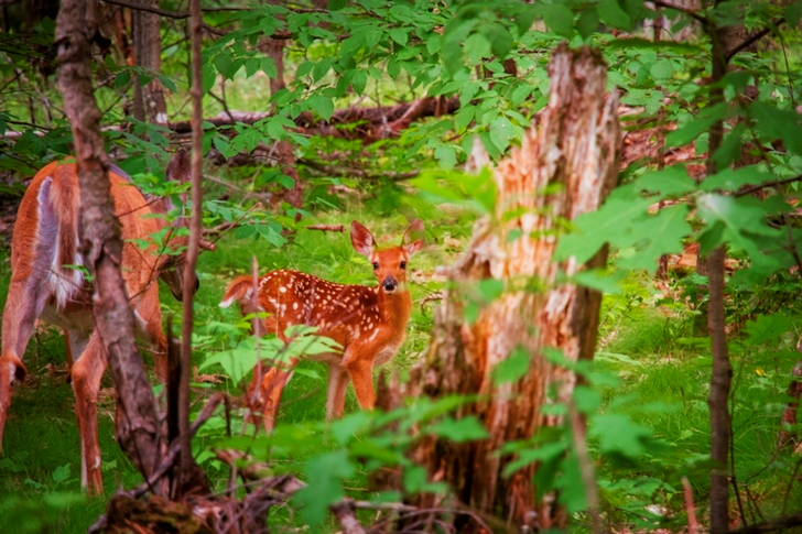 Selective Focus of Does