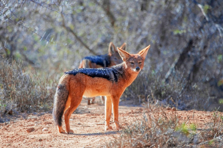 Black and Red Fox Standing on Dirt Road Near Trees