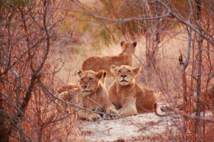 Lions Surrounded With Leafless Trees