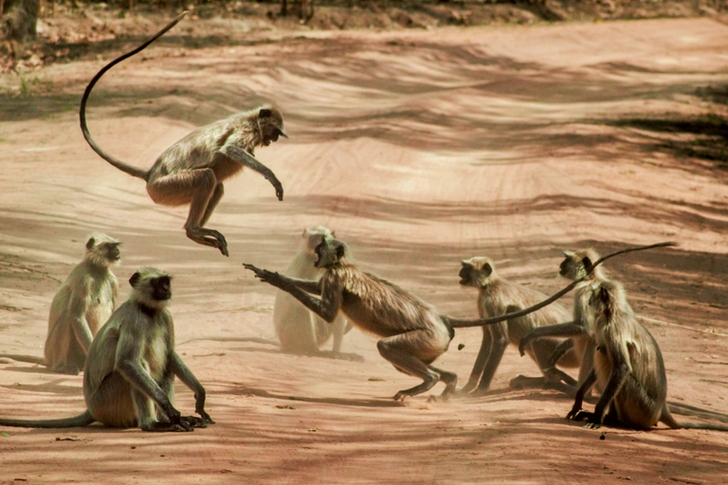 Group of Monkey on Dirt Road