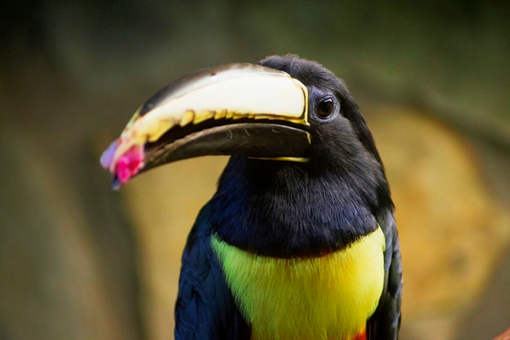 Black and Yellow Toucan Close Up