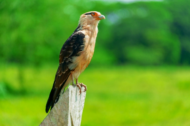 Selective Focus of White and Brown Bird