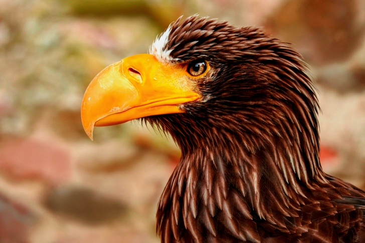 Close-up of a giant eagle Adler bird