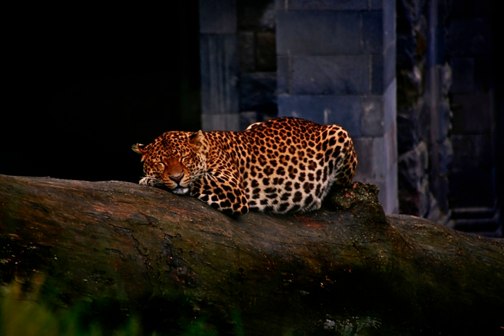 Leopard Lying on a Log