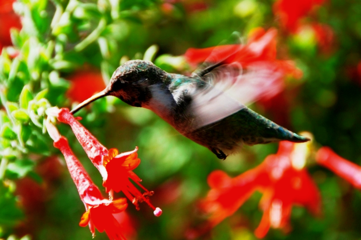Black Hummingbird Selective Focus