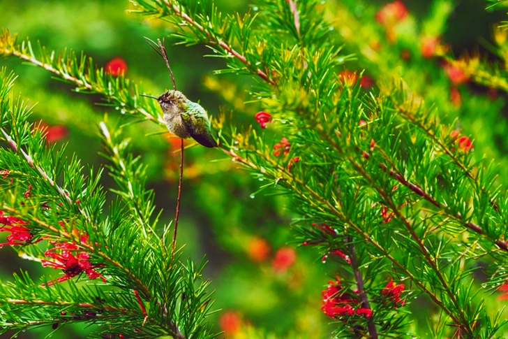 Close View of Green Shrubs