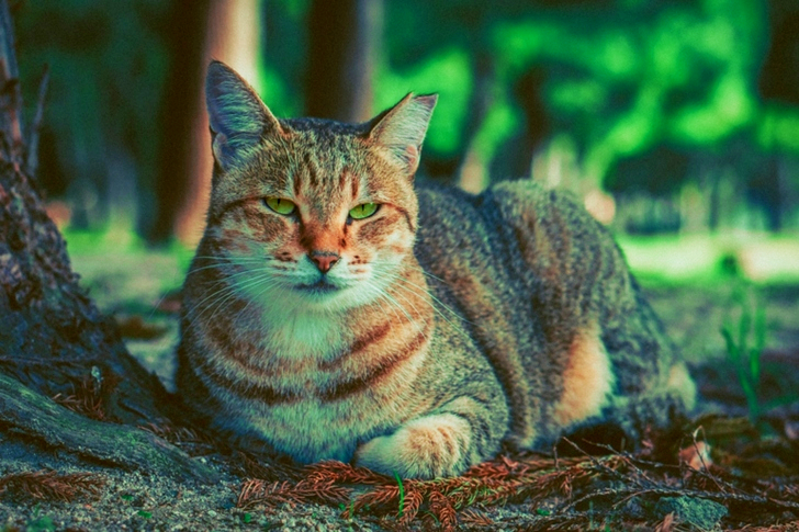 Tabby Cat Lying Near Tree