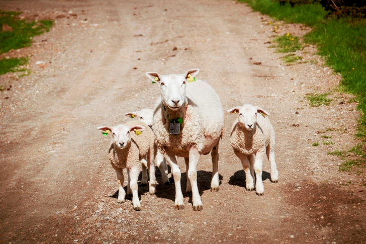 Four White Sheep on Dirt Road