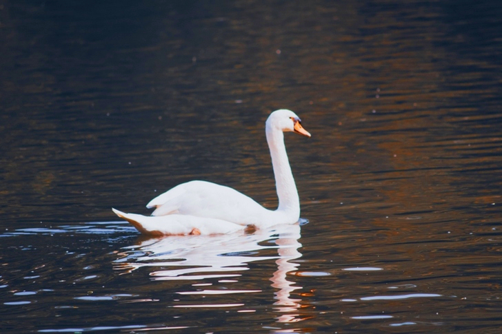 White Swan