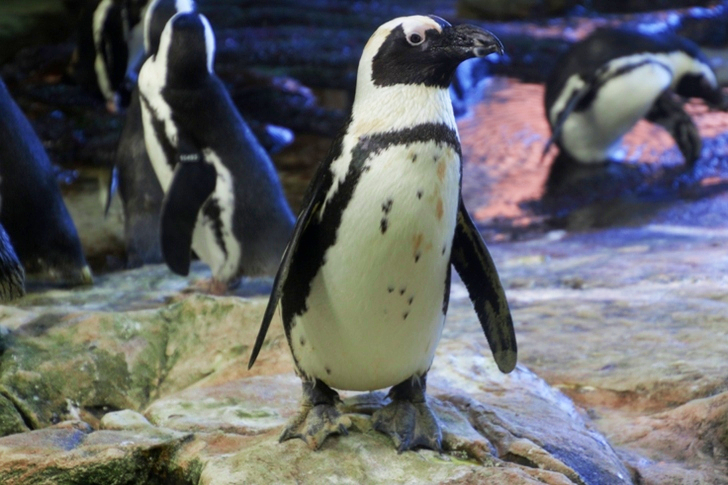 Black And White Penguins