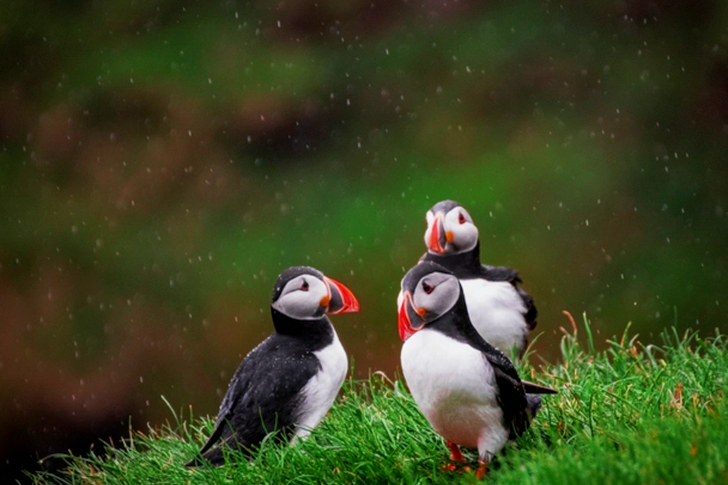 Three Puffins