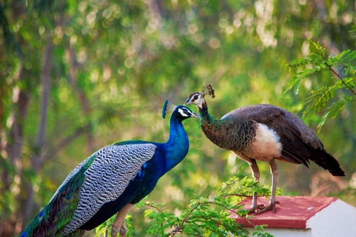 Peacock And Peahen