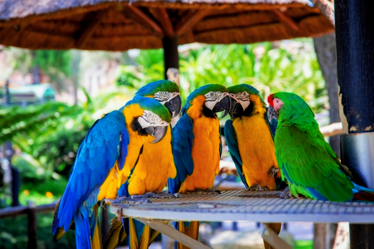 Parrots Perched on Brown Wooden Surface