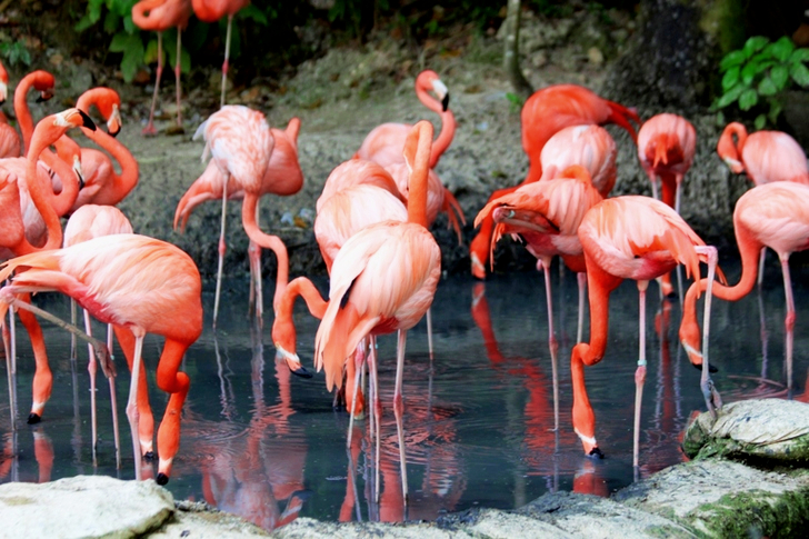 Flock Of Flamingo