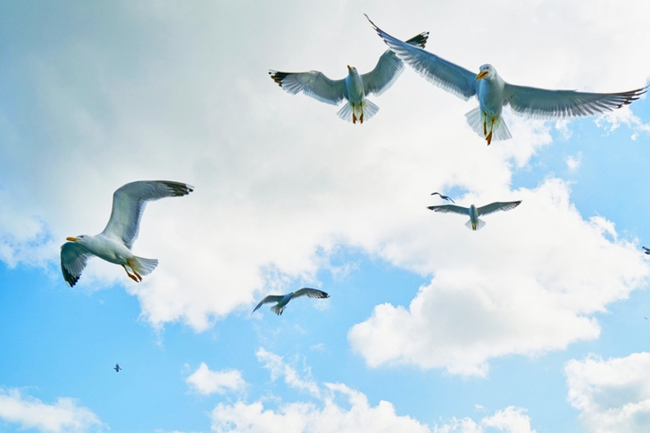 Low Angle of Flock of Flying Gulls