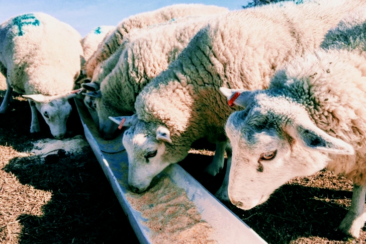 Herd of Sheep Eating Food